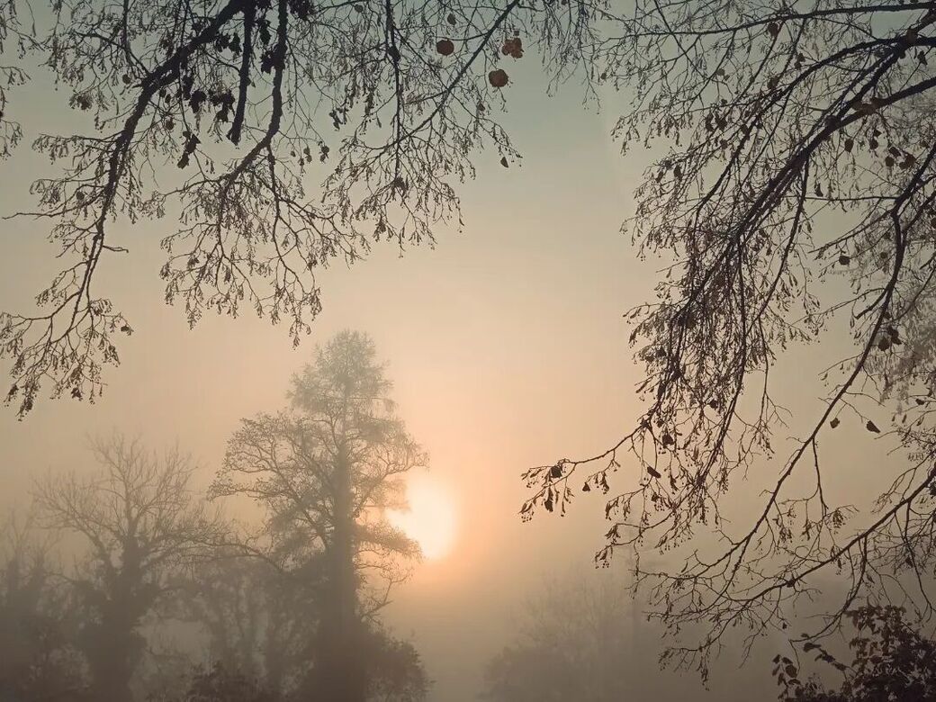 Bild mit Nebel und Sonnenschein, Sinnbild für Palliativ, Bild, Veranstalter