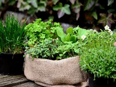 Kräutergarten Radtour Kraft der Kräuter, Foto Congerdesign Pixabay Mehrere Kräutertöpfe stehen nebeneinander.