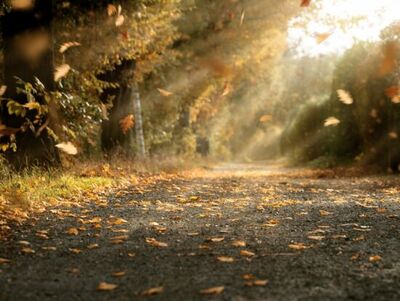 1537960052_herbst__lassedesignen__adobestock_172387118