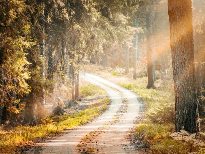 Ein Waldweg mit Sonnenreflexen, Hospizbegleitung, Bild Veranstalter