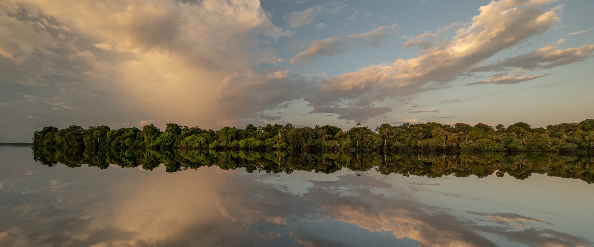 Wald im Amazonasgebiet.