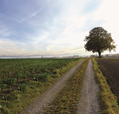 Ein einsamer Baum neben einem Feldweg Richtung Tyrlaching in Bayern im Rahmenprogramm des Altöttinger Forums.